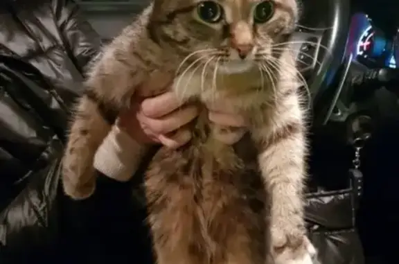 Найдена кошка в Тюменском мкр возле Атлетик Джим