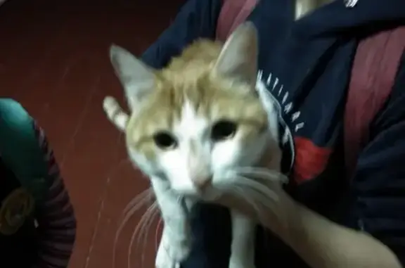 Найдена кошка в Барнауле