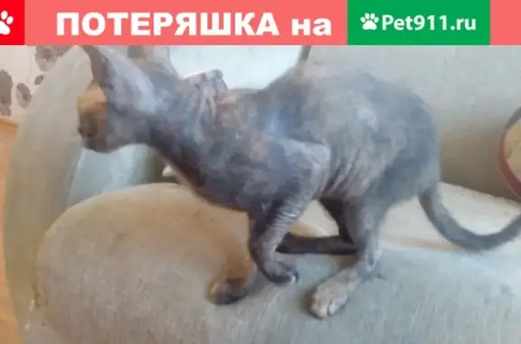 Пропала кошка сфинкс на ГРЭСе в Чите
