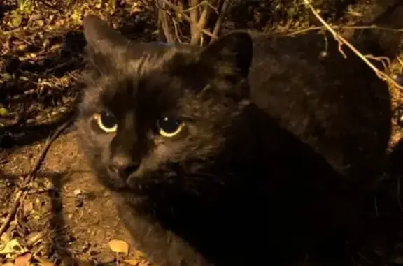 Найдена кошка на улице Оптиков, СПб.