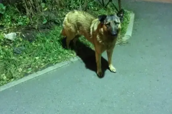 Найдена собака без ошейника в Петродворцовом районе С-Пб
