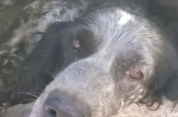 Пропала собака Николь в деревне Воскресенское