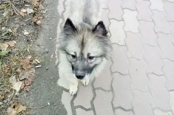 Найдена собака в Дзержинском, ищем хозяев!