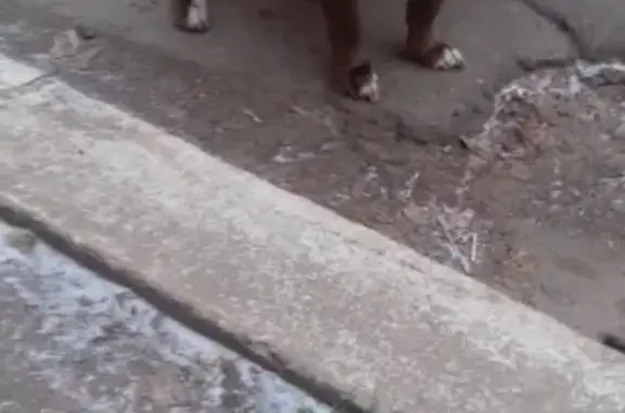 Найдена собака в Деденево, ищет хозяина!