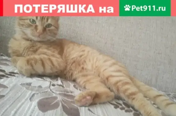 Кошки потеряшки, Ярославль, фото: Потеряшка кот Мони на ул. Строителей, 5к4 в Ярославле
