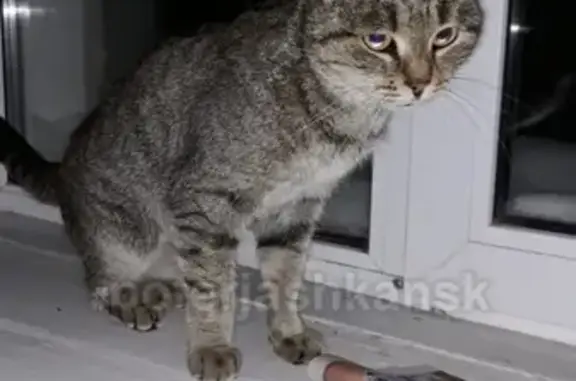 Найдена кошка в Новосибирске, ищем хозяина