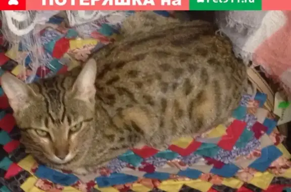 Найдена породистая кошка в Воронеже