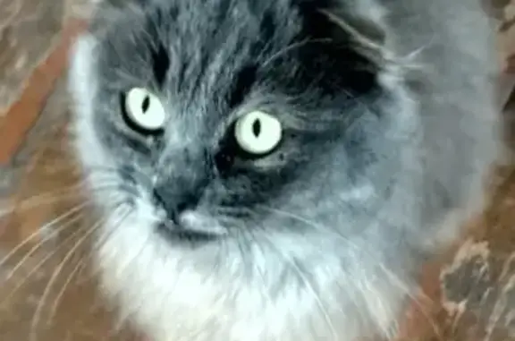 Пропала кошка в Лабинске с голубым ошейником