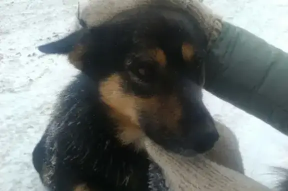 Найдена собака на ул. Аванесова в Барнауле