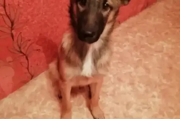 Найден щенок на остановке ЦРБ в Ачинске