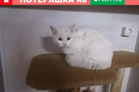 Найдена белая кошка в Ставрополе, ищем нового хозяина
