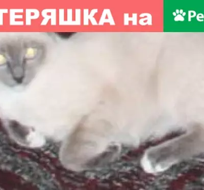 Пропала кошка в Березовском, Южная, ул. Резвых!