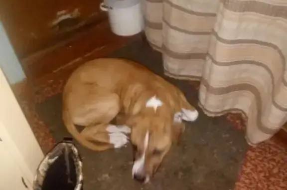 Пропала собака Цзрь в Усть-Илимске
