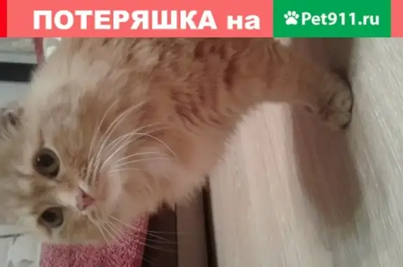 Найдена ласковая кошка на Электростальской, Челябинск