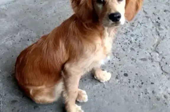 Пропала собака в Минусинске, Красноярский край