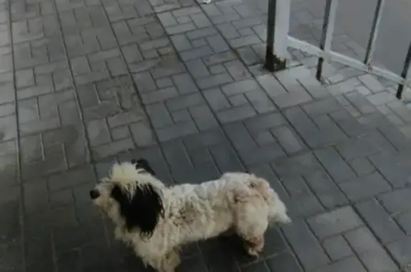 Найдена собака у поликлиники в Петрозаводске