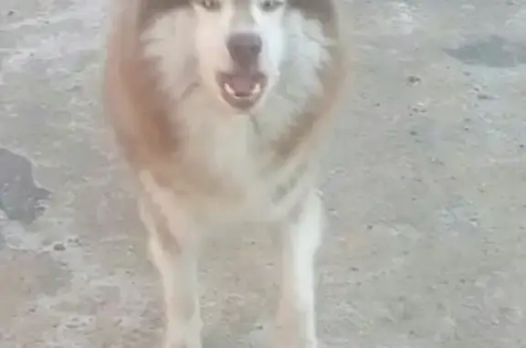 Найдена собака на ул. Красной в Череповце