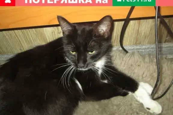 Найдена кошка на Народной ул.