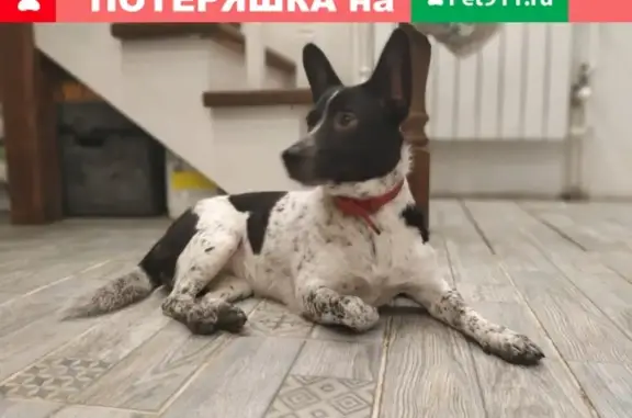 Пропала собака Роза в ОПХ Ермолино
