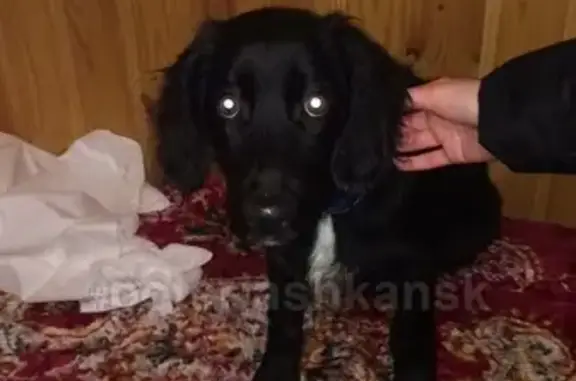 Найден щенок синего ошейника в Мичуринском