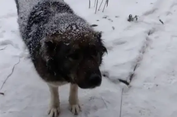 Собака найдена на остановке Ванюки в Перми.