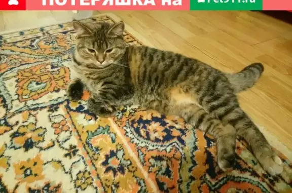 Кошка на Красной ул. в Ейске, Краснодарский край