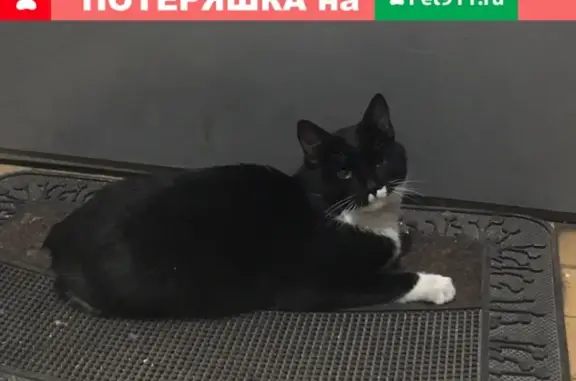 Найдена кошка на Симоновском Валу, 18
