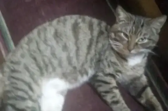 Найден тигровый кот в Екатеринбурге