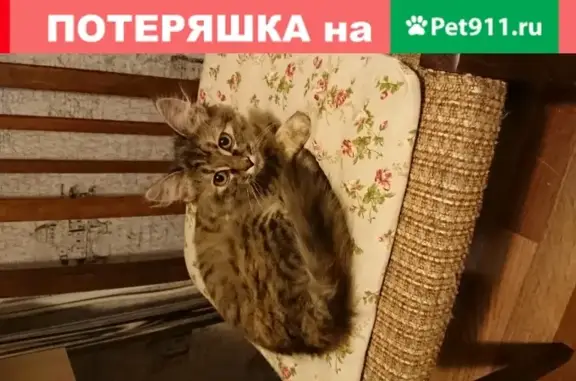 Найдена трехцветная кошка в Заречном, Пензенская область