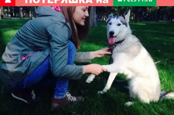Пропала собака в Краснодаре, помогите найти!