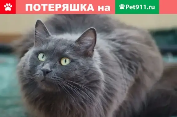 Пропал кот Боня в Москве, район Морсада!