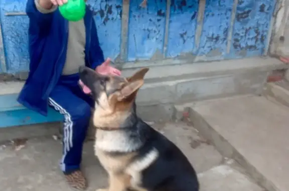 Пропала собака в Белореченске, окрас чепрак
