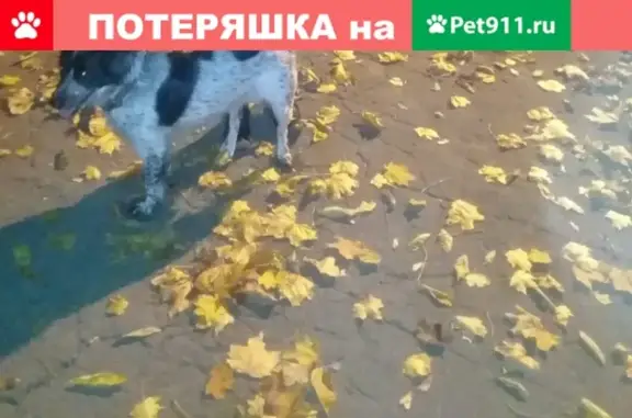 Пропала собака в Липецке на улице 50 лет НЛМК