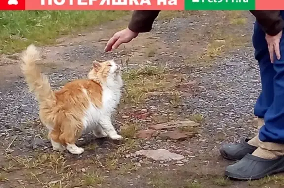 Найден рыже-белый кот в Лесном