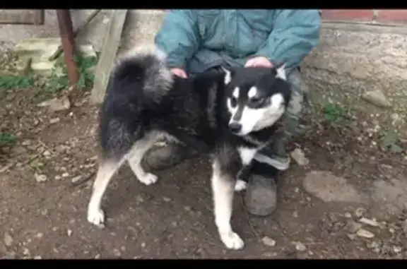 Пропала собака на улице Ростовской, Краснодарский край