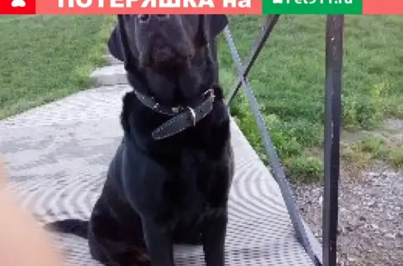 Пропала собака возле Д/К в Волгодонске, Ростовская область