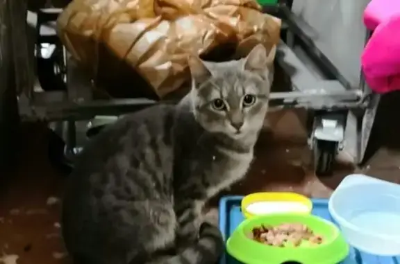 Найдена кошка в Санкт-Петербурге, ищем хозяев