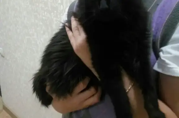 Найдена кошка в Красноярске - отдадим в хорошие руки