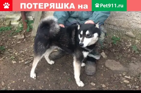Пропала собака в Абинске, восточно-сибирская лайка, 3 года, мальчик.