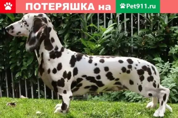 Найдена собака на ул. Козицкого