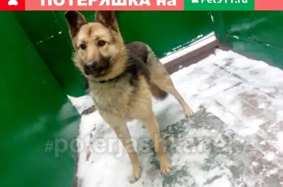 Собака Повтор найдена в Ленинском районе!