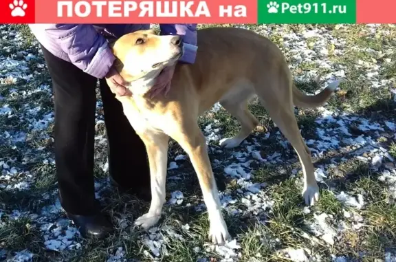Собака нашлась в Зарайске, живет месяц
