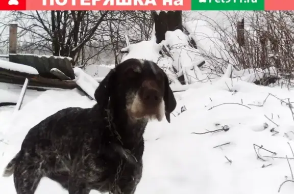 Найдена собака в Дергино, Тверская область