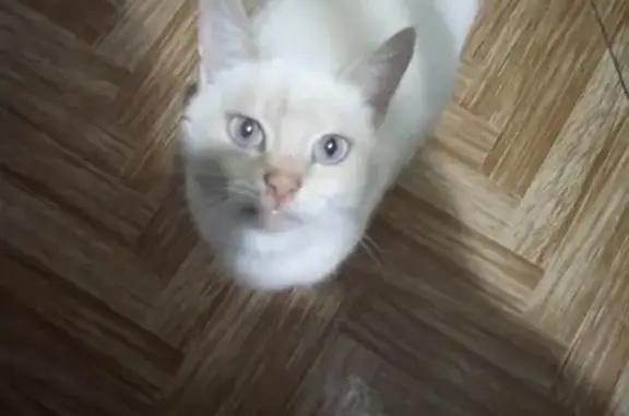 Найдена кошка на ул. Геловани, 32А