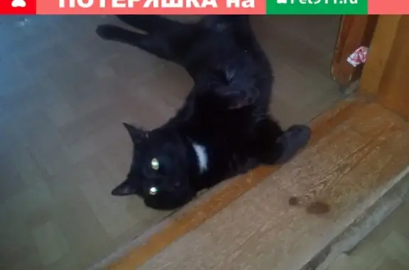 Пропал чёрный кот Яша с Мира58, ищем!