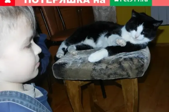 Пропал кот в Урсале, возможно отправился домой в Заинск