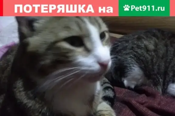 Кошки потеряшки, Орауши, фото: Потеряшка кошка Минос в д.Анаткасы, Аликовский р-н, ЧР (5000 руб. вознаграждение)