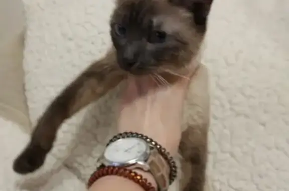 Найдена кошка на пр-те Комсомольский, Кемерово