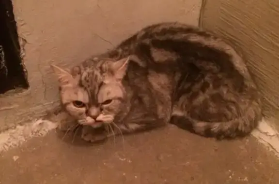 Кошка найдена в Новокузнецке, у кота стресс