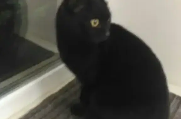 Найдена домашняя черная кошка на Шаляпина 45